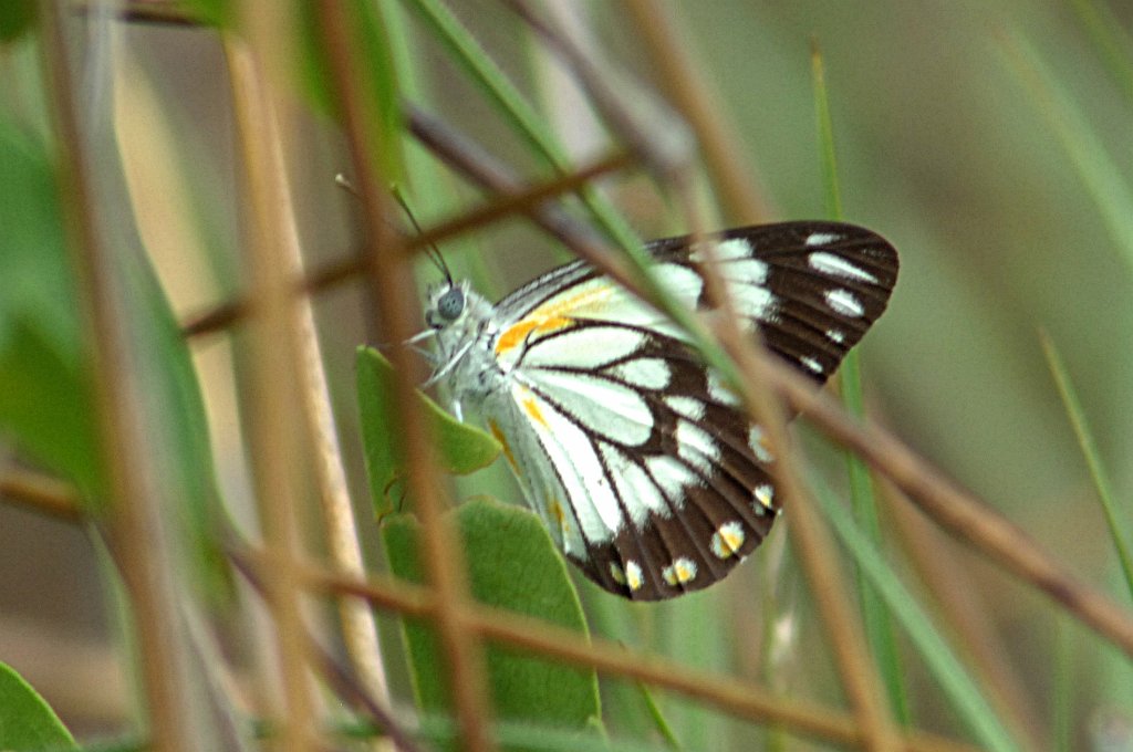 027 White, Caper, 2007-12242484b Pine Creek, NT.JPG - Caper White (Anaphaeis java) Butterfly. Pine Creek near the Cemetary and Sewage Treatment Facility, NT, 12-24-2007